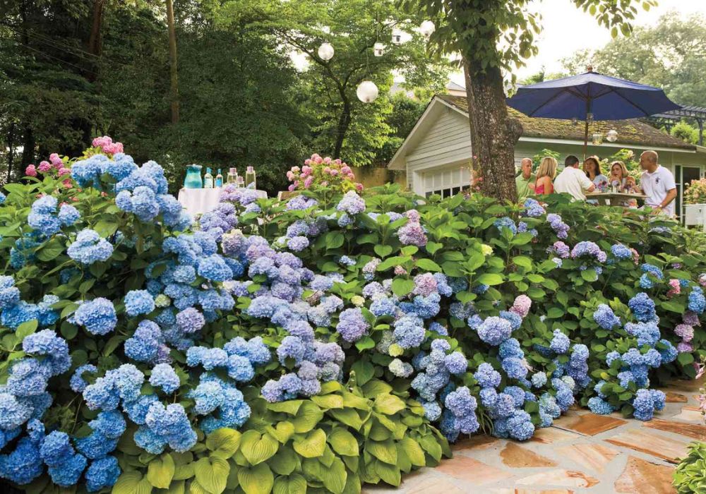 12 Stunning Hydrangea Garden Ideas