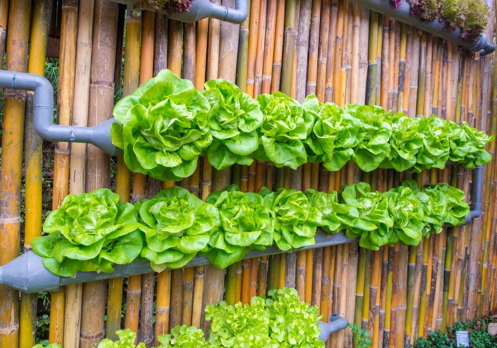 12 Creative and Space-Saving Vertical Garden Ideas for Green Enthusiasts